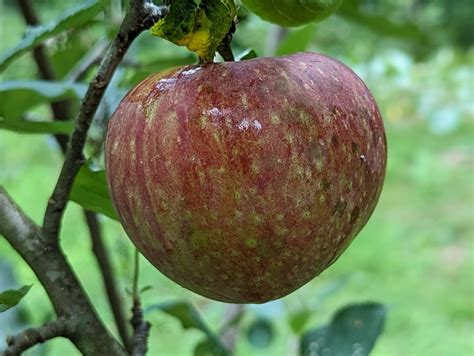 Stayman apple growers: Can you confirm the ID please? - General Fruit ...