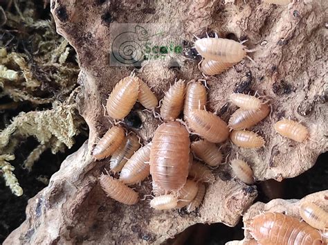 Porcellio laevis orange – Scale area
