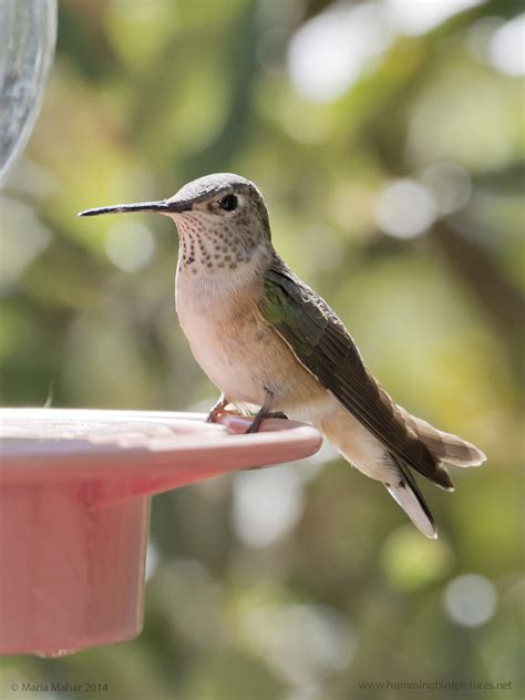 Broad-tailed Hummingbird