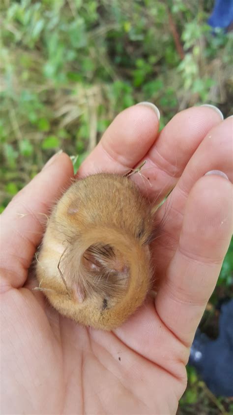 Nottinghamshire Dormouse Group