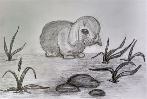 Рисуем карандашами животных. | Сєвєродонецьк онлайн
