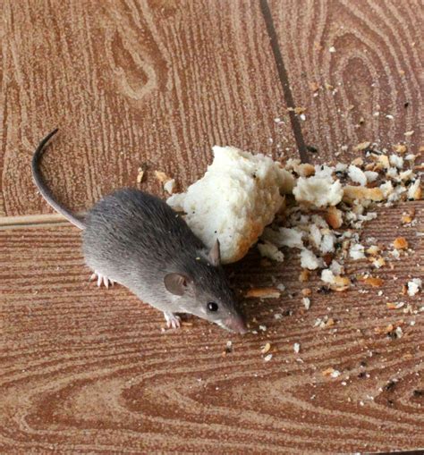 Stenocephalemys albipes - Ethiopian White-footed Mouse (Myomys albipes