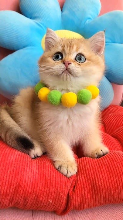 такой красавчик, невозможно оторваться😻😻😻😻 #шотландскиекотята # ...