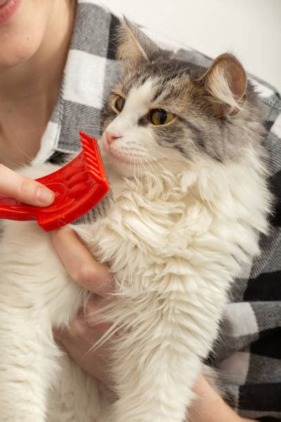 bald cat  stock  pictures royalty  images istock
