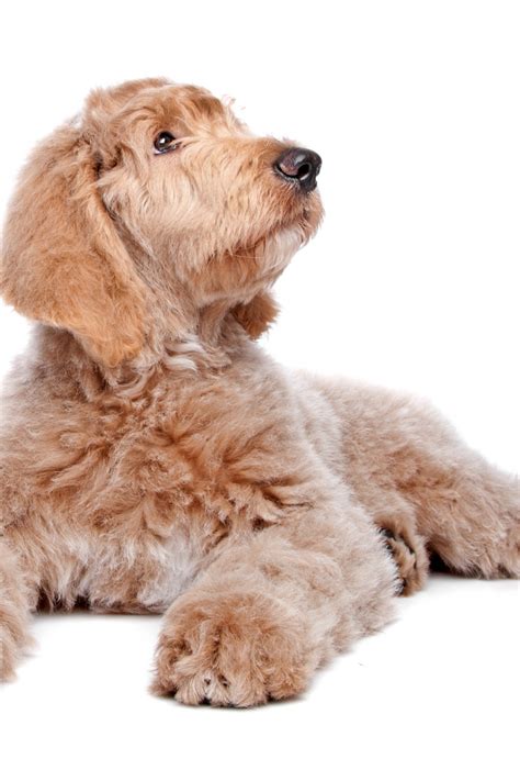 labradoodle adoption  buying tips doodle dog diaries