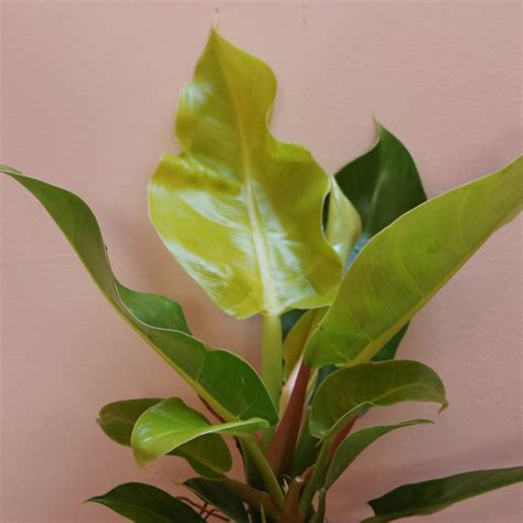 Philodendron Moonlight - The Mellow SF