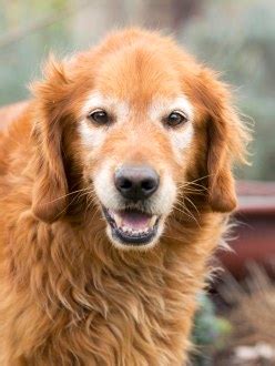 golden retriever rescue gardens  goldens page
