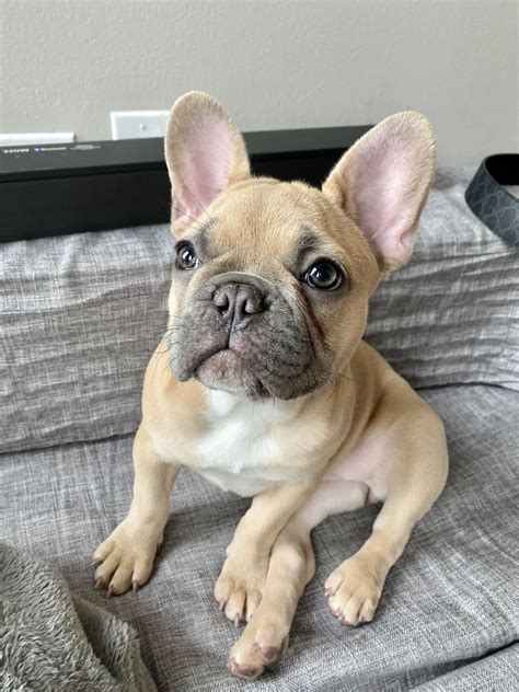 Blue Fawn French Bulldog