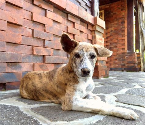 THE BALI DOG | streetpaws.ch