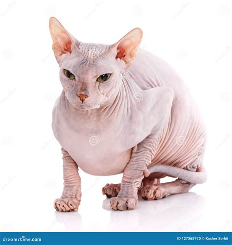 Bald Cat. Cat of Breed Sphinx Stock Photo - Image of portrait, playful