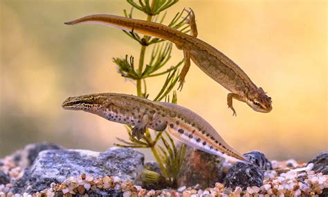 Difference Between Newts And Salamanders