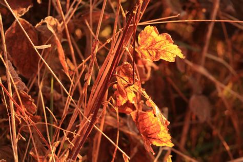 Musim Gugur Daun-Daun Dedaunan - Foto gratis di Pixabay - Pixabay