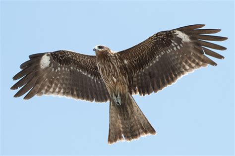 Milvus Migrans Stock Photo - Download Image Now - Animal, Animal Body ...