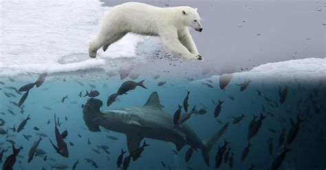 Морские животные одинаково исследуют океаны - Индикатор