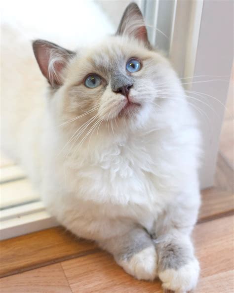 Munchkin Cat Personality: How Do Munchkin Cats Act?