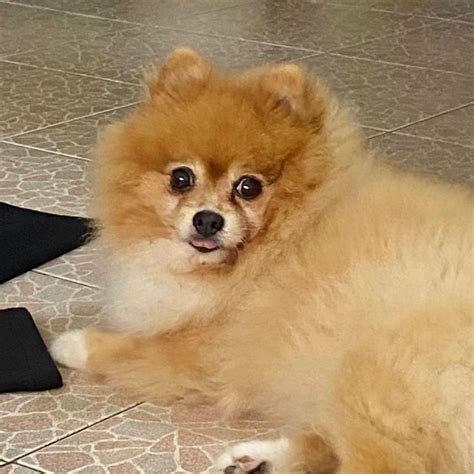 Meme dog meme cutedog | Dog memes, Dogs, Corgi
