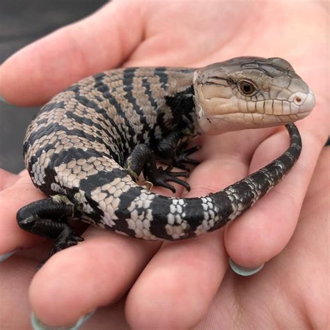 blue tongue lizards  mice   xavier casandra blog