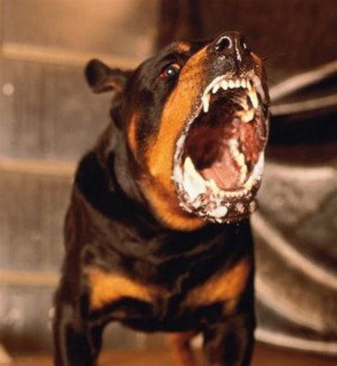 Rabies Foaming At The Mouth Dog - Hasma