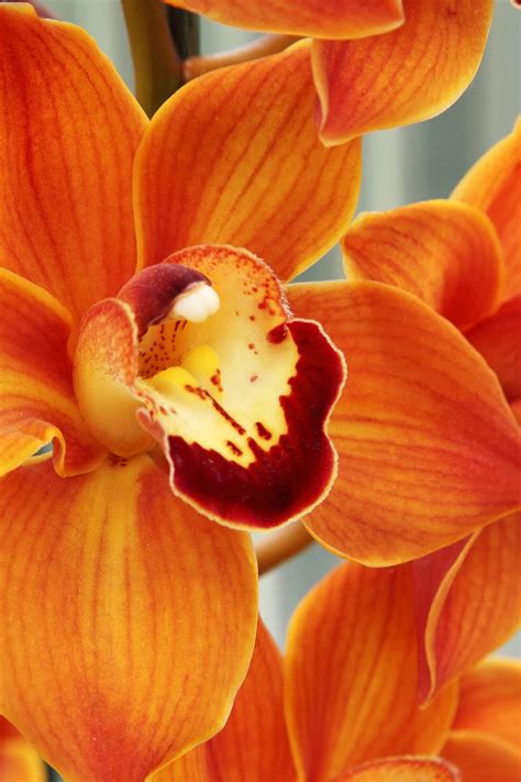 Beautiful Bloom Blossom - Free photo on Pixabay