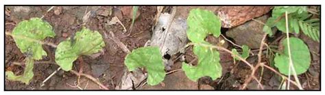Kupit-kupit, Merrremia emarginata (Burm. f) Hallier f., KIDNEY-LEAF ...