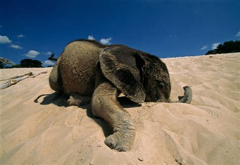100 years of elephants: See how Nat Geo has photographed these iconic