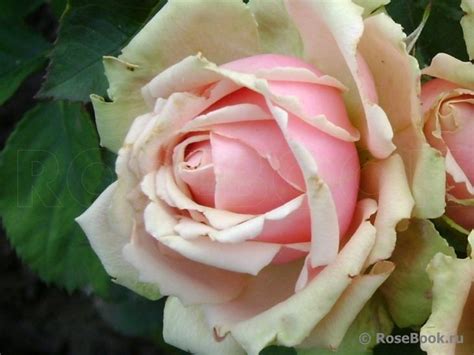 Eden Romantica ® | Rose, Flowers, Plants