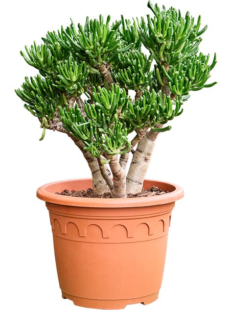 Крассула овата (крассула овальная, толстянка) "Horn Tree" (Nieuwkoop ...