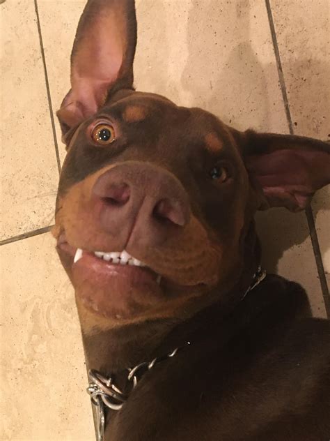 Silly guy :( : r/DobermanPinscher