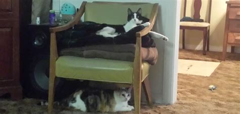 Air Purifier for Cat Allergy? Will it Work?