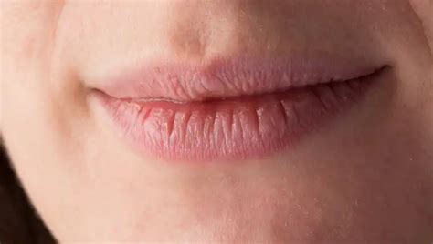 lip engesp hive