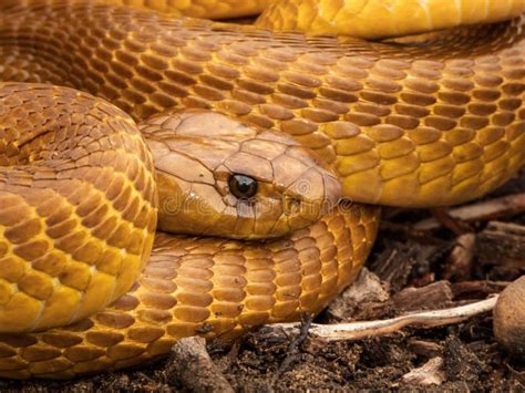 closeup shot   cape cobra naja nivea stock photo image