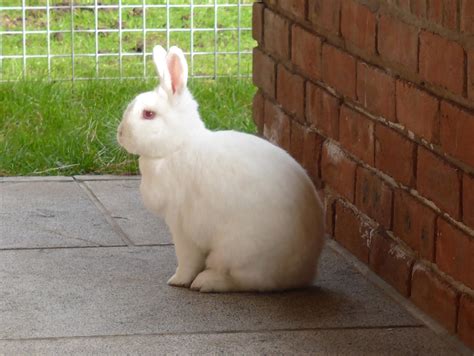 E. Cuniculi | My Rabbit Family Blog