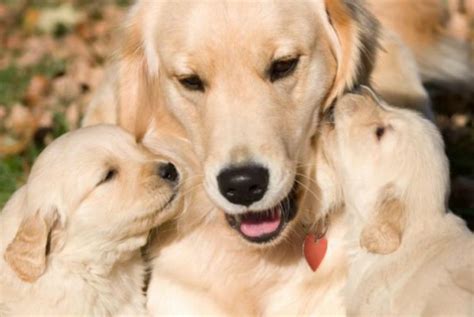 Pq Os Cachorros Lambem Os Donos - Por Que os Cachorros Lambem a Boca do Dono? | Mundo Ecologia