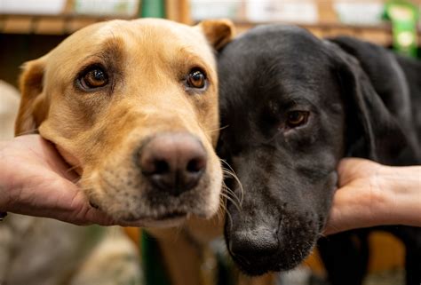 fleas      dog  dealing  fleas