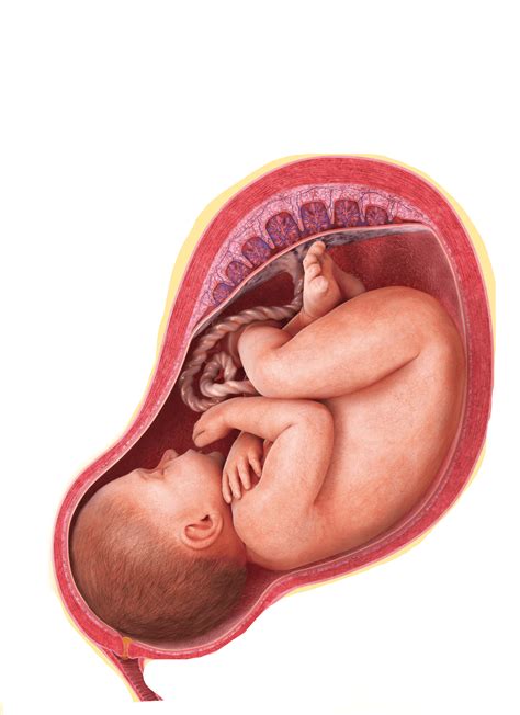 Download Fetal Developmentin Utero | Wallpapers.com
