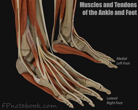 ankle anatomy