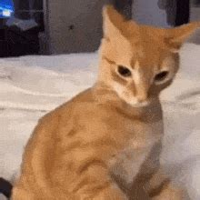 gif fayly po teme cat memes tenor