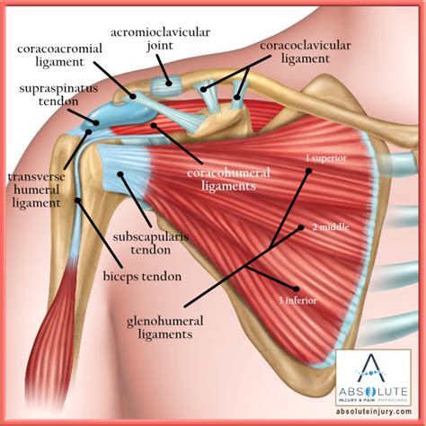 Shoulder Tendons And Ligaments Diagram Shoulder Ligament Ana