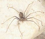 Venomous Spiders: Cytotoxic Venom