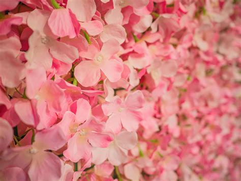 Close up fake rose leaf texture wallpaper background. 13186519 Stock