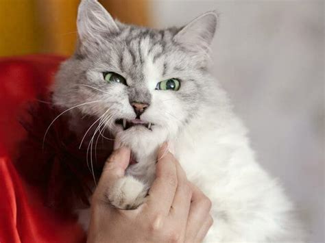 Сърдита котка: знаци, че котката ви е ядосана