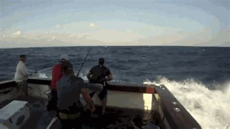 Fishing GIF - Find & Share on GIPHY