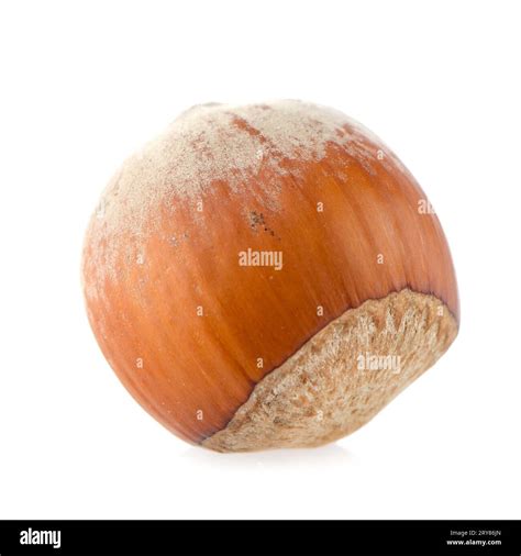 Hazelnut pattern hi-res stock photography and images - Alamy