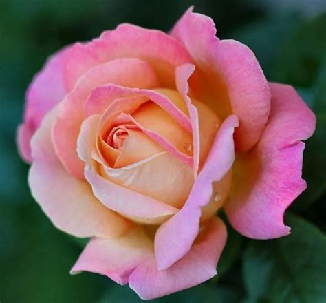 Роза Бель Роуз(Belle Rose) - купить с доставкой по выгодным ценам в ...
