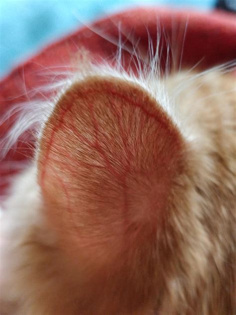The blood vessels in my cats ear : r/mildlyinteresting