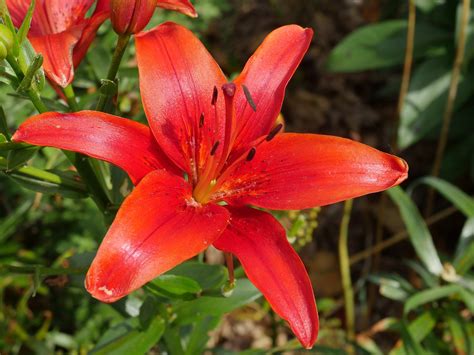 Lovely Asian Lily Porn