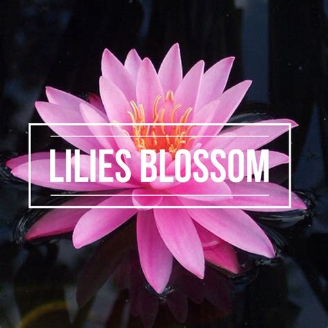 Lilies Blossom International