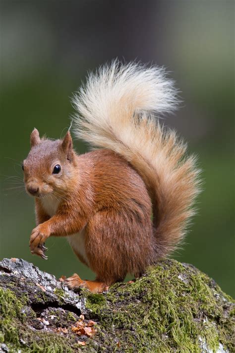 animals that won't exist in 2025 5