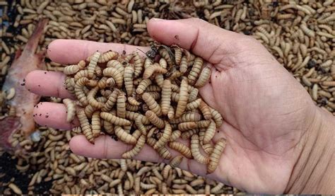 maggot bsf solusi sampah organik bernilai ekonomi natera