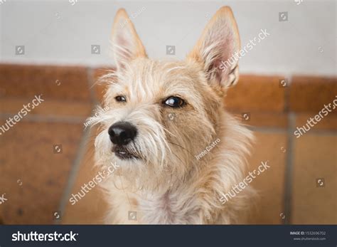 2,177 Suspicious dog Images, Stock Photos & Vectors | Shutterstock